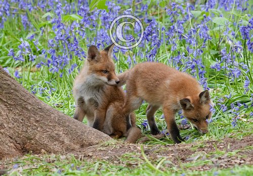 Red Fox Cubs 7 DM0268
